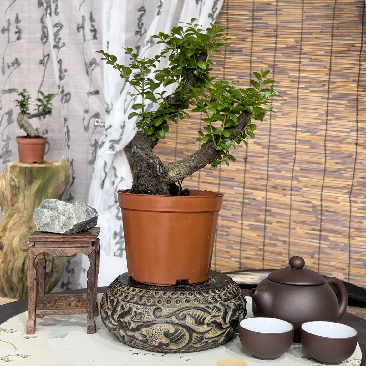 黑骨茶广东小叶紫檀直播间一物一拍老桩植物小树盆栽室内绿植盆景