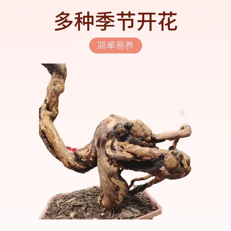 山木香精品老桩，月季花盆景微型老桩阳台栽培办公室装饰树桩