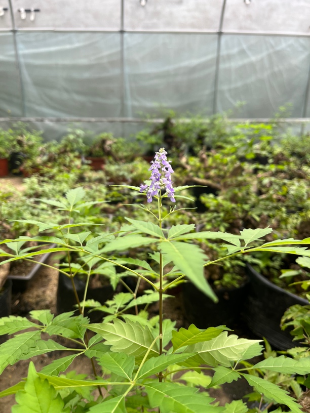 黄荆桩盆景小精品造型盆栽