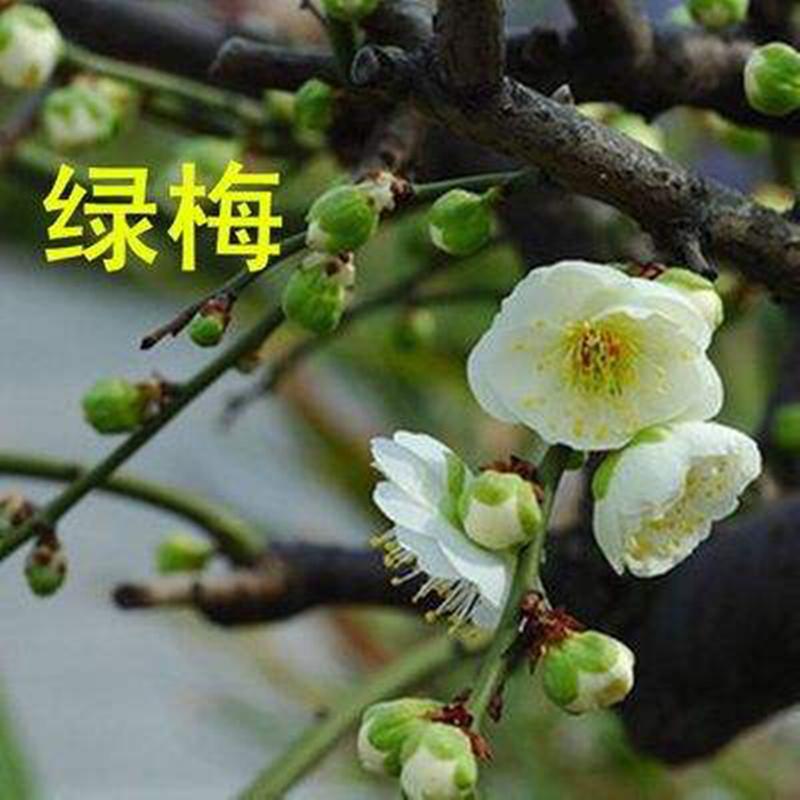 绿梅盆栽老桩盆景耐寒植物庭院阳台绿萼梅花地栽绿花原生梅花树苗