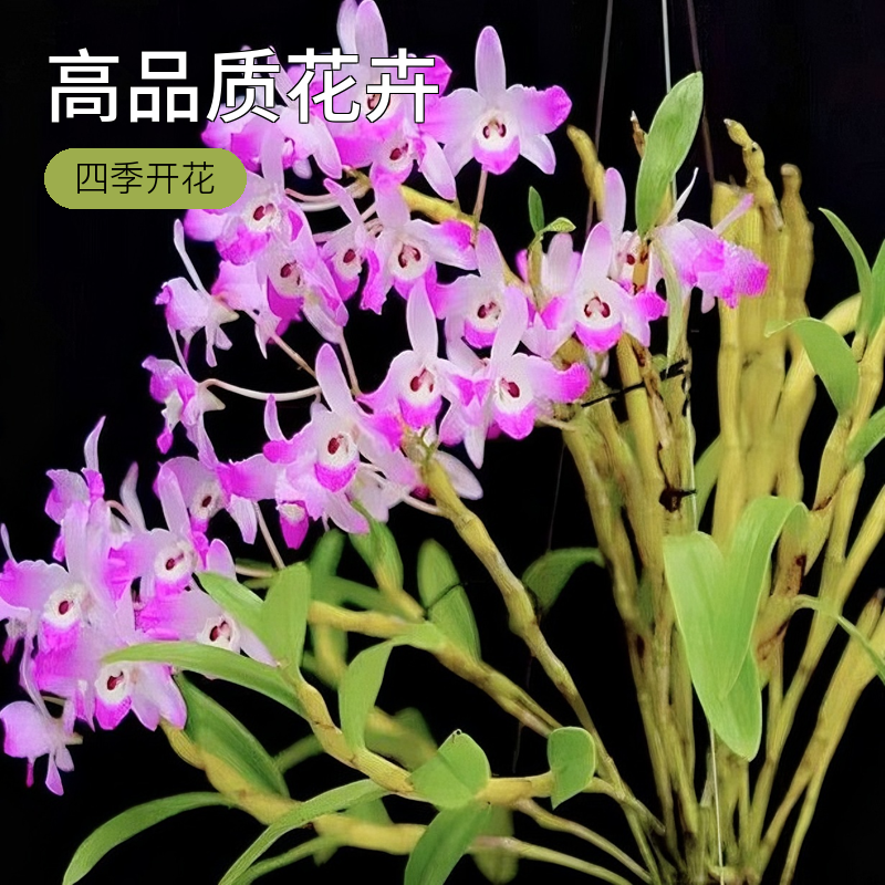 通用石斛花卉（偏远地区加收运费，感谢花友的支持和理解)