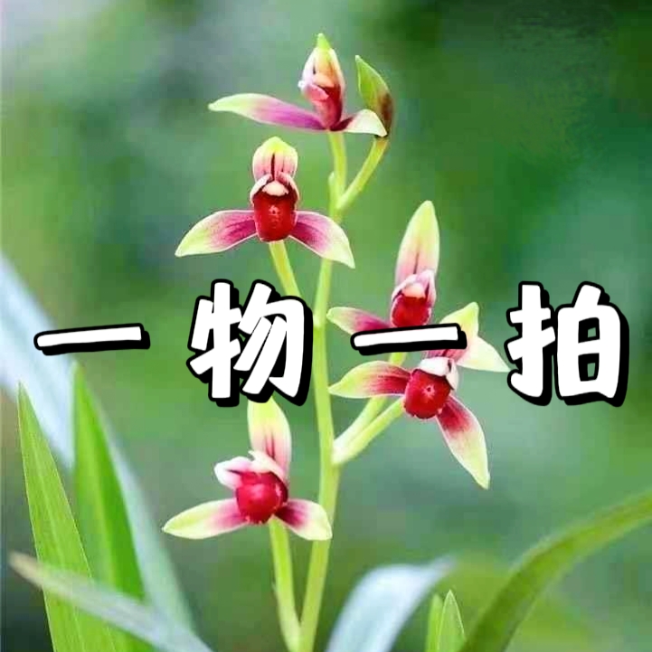 国兰名贵兰花【一物一拍】直播间下单，切勿乱拍