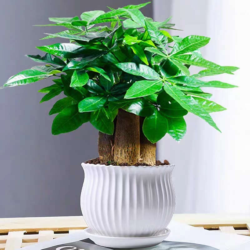 发财树盆栽招财室内客厅大型盆景绿植四季常青办公室桌摆花卉植物