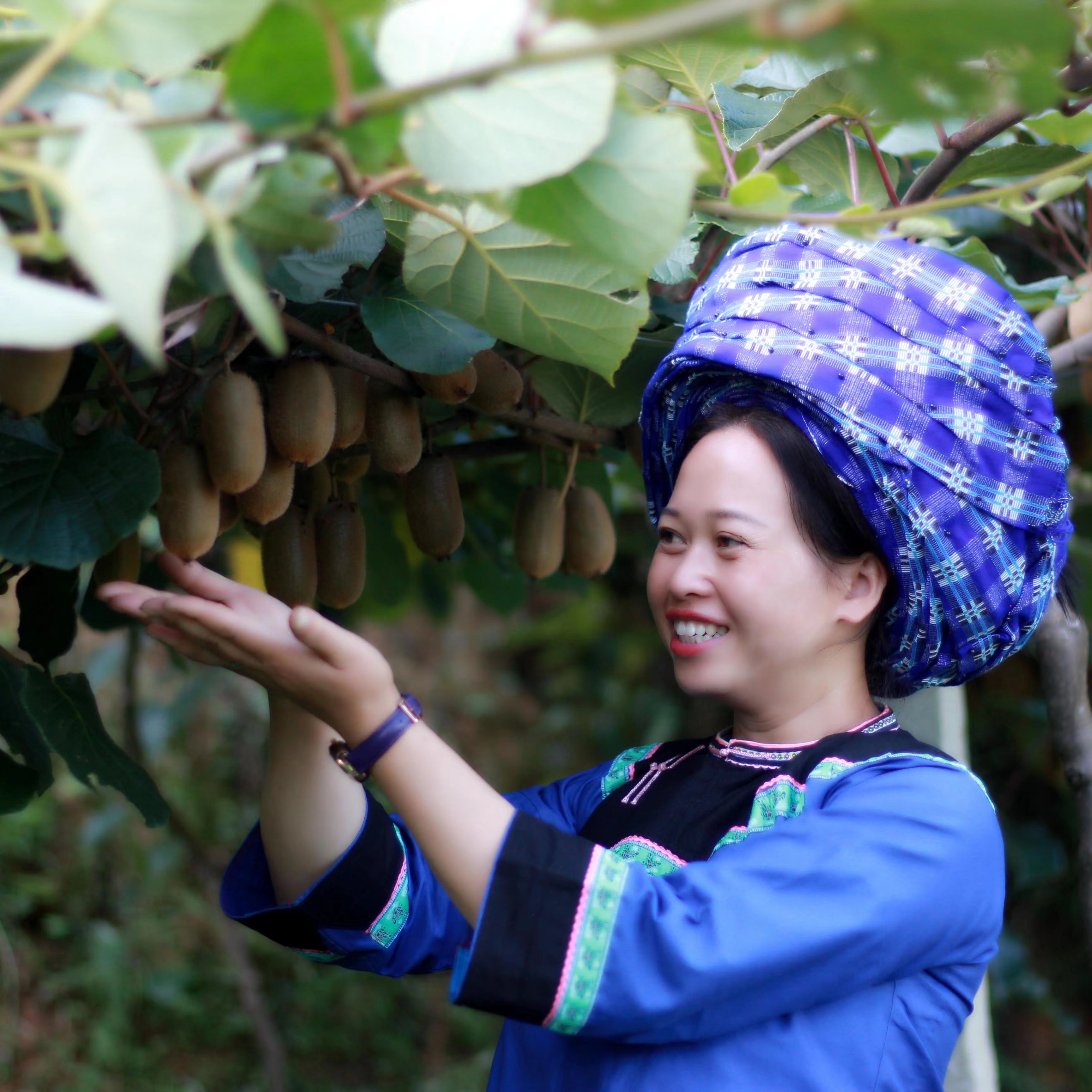 镇宁贵长绿心猕猴桃新鲜应季水果香甜可口坏果包赔营养精选5斤装