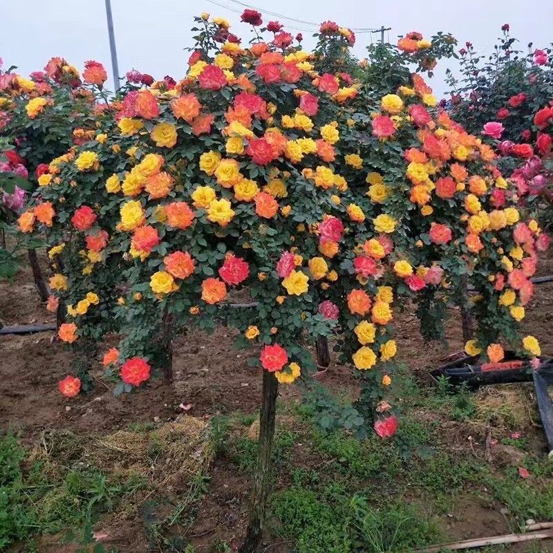 （原盆发货）多色彩虹棒棒糖藤彩