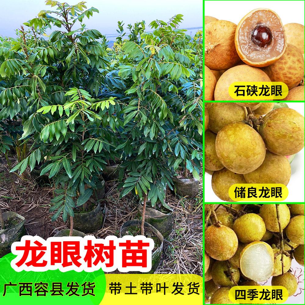 龙眼苗石硖龙眼苗储良龙眼苗桂圆嫁接树苗四季龙眼果树苗当年结果