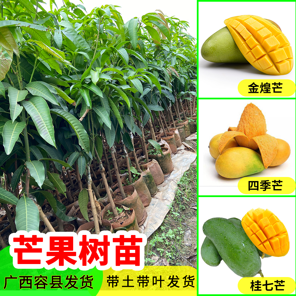 广西芒果苗金煌芒果树苗四季芒果树嫁接苗桂七芒果树苗可盆栽地栽