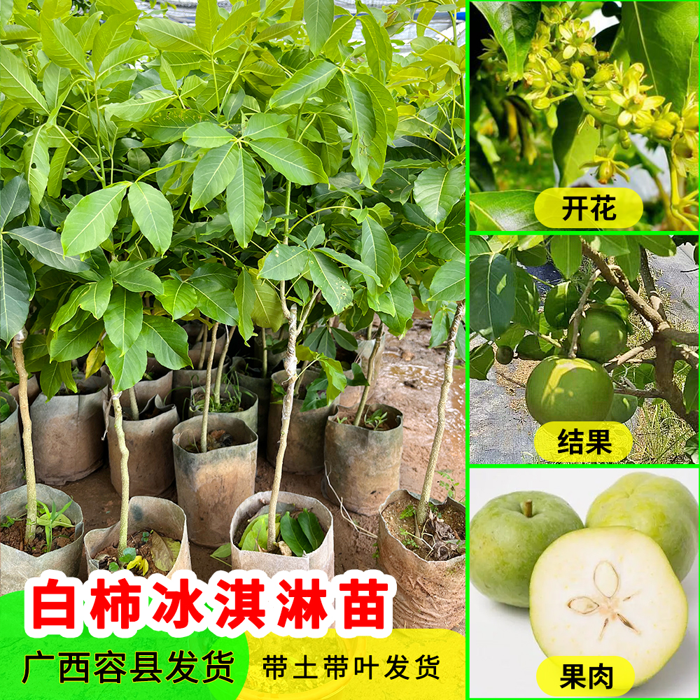 广西新品种嫁接白柿冰淇淋布丁果苗南方庭院种植盆栽常绿果树