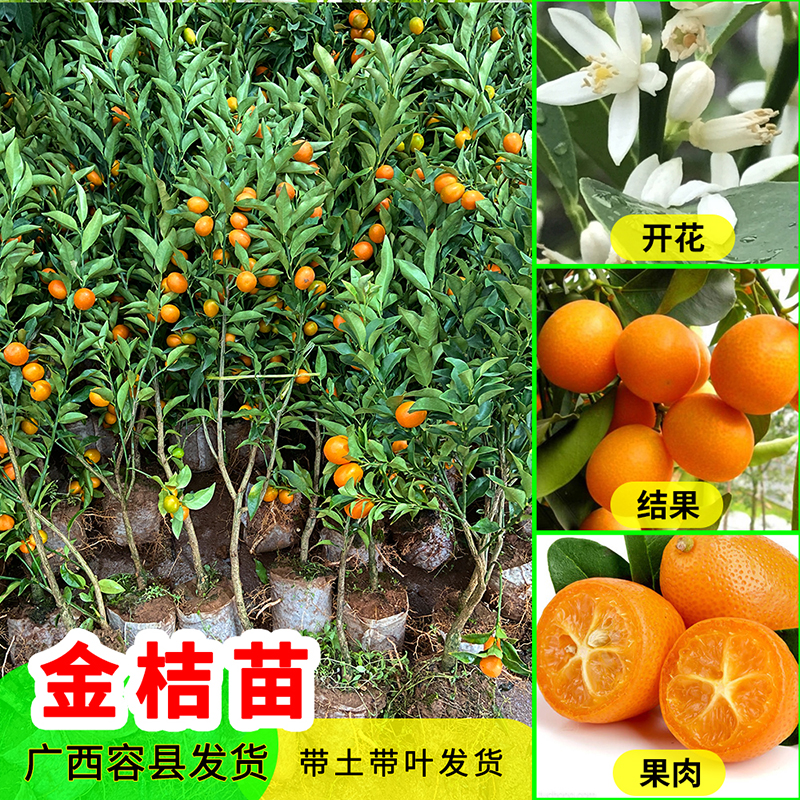 第二代脆皮金桔嫁接苗 第四代大叶滑皮金桔盆栽地栽四季结果