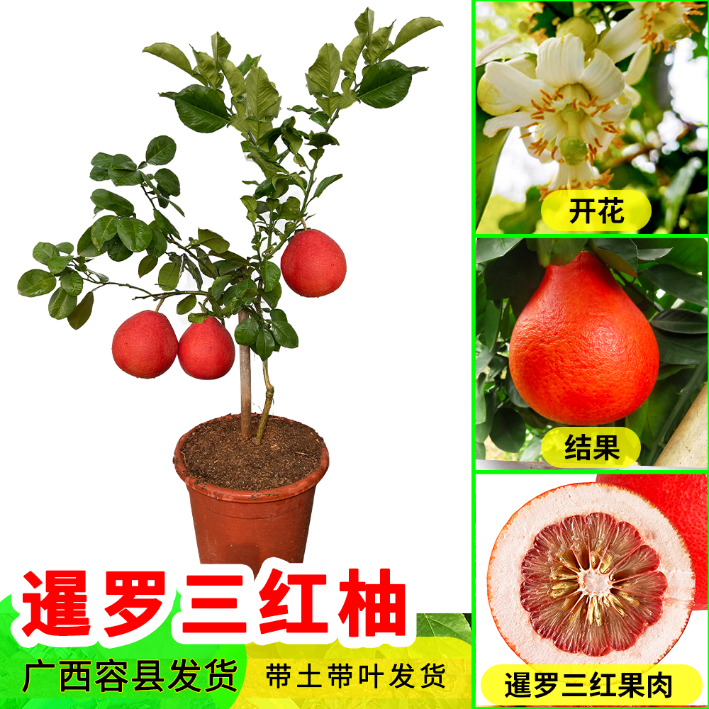 暹罗红柚果树苗三红香柚树苗水果柚子嫁接苗带土带叶地栽庭院种植