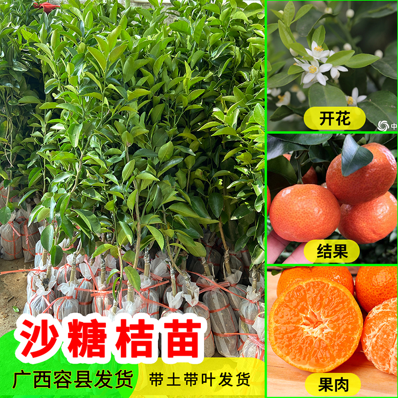 正宗嫁接广西沙糖桔子树苗四会砂糖橘子盆栽柑橘果树大苗南方种植