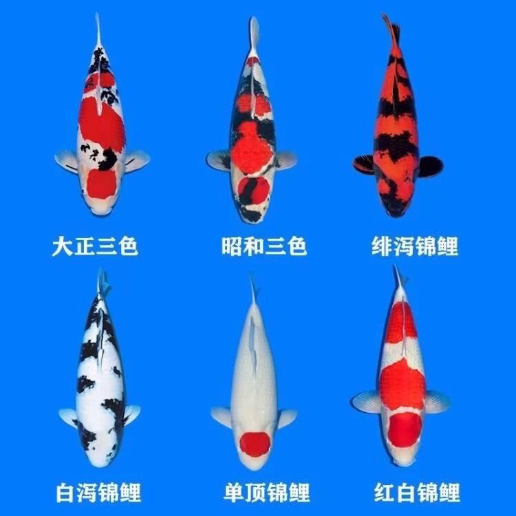 进口红色血统纯正活体小鱼观赏鱼包活包损大型冷水鱼锦鲤观赏鱼