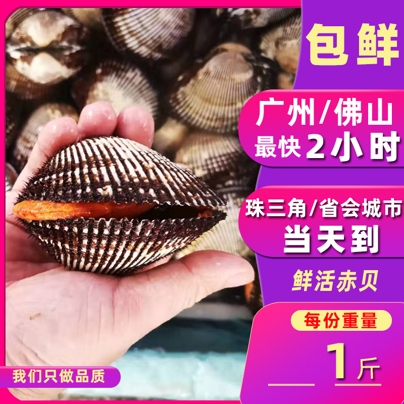 【鲜活赤贝】失水率约5-10%贝类新鲜蛤蜊野生毛蛤刺身海鲜水产