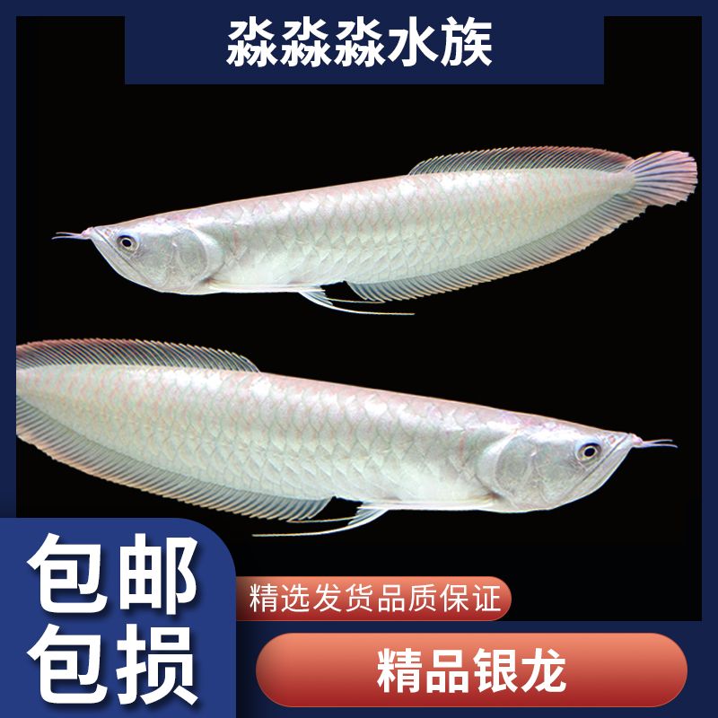 观赏鱼淡水热带鱼精品银龙鱼配鱼大型鱼练手鱼通货好养耐活体包邮