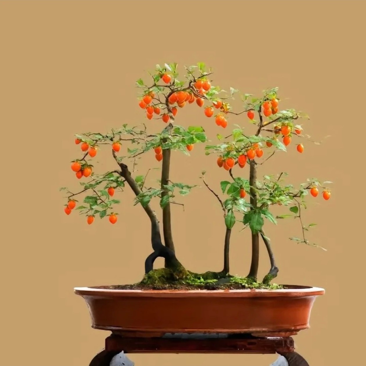 金弹子盆景花卉绿植，一物一拍一结