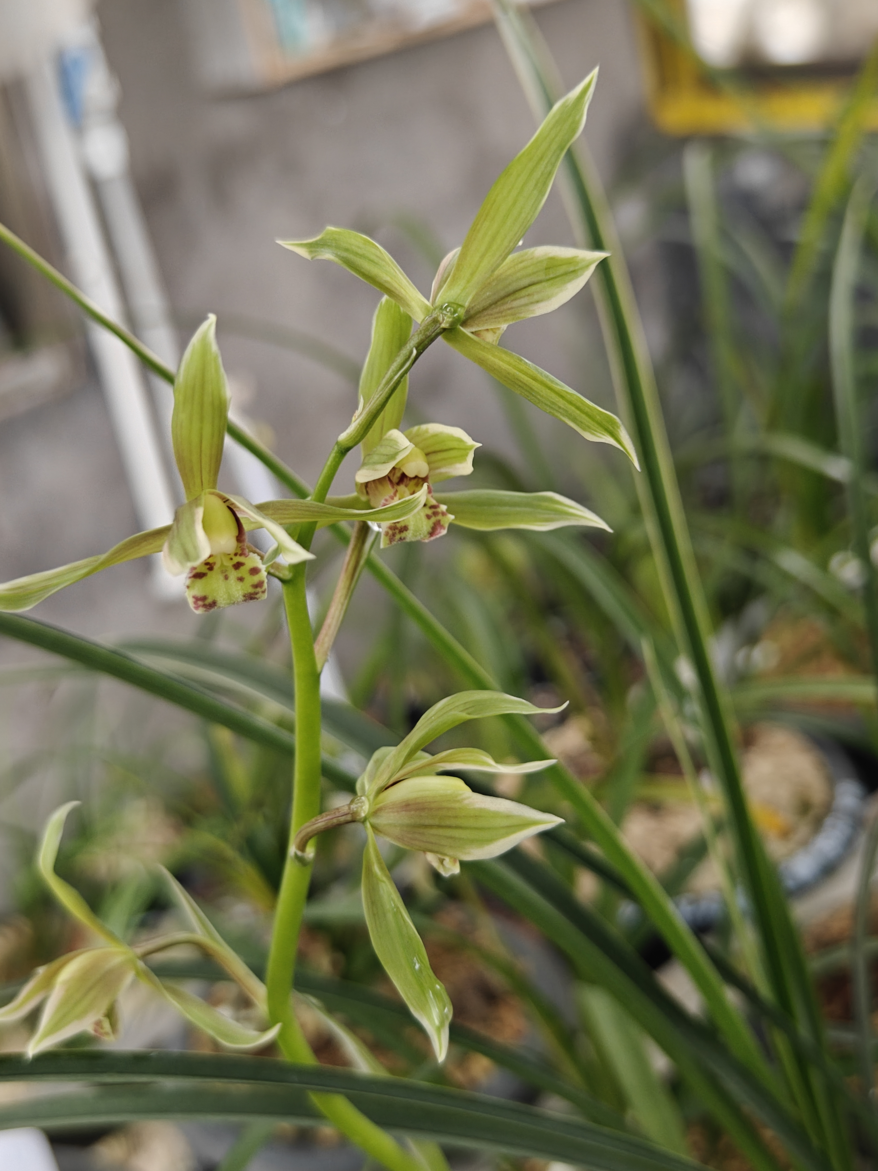 【一物一拍】送春兰花办公室客厅绿植盆栽