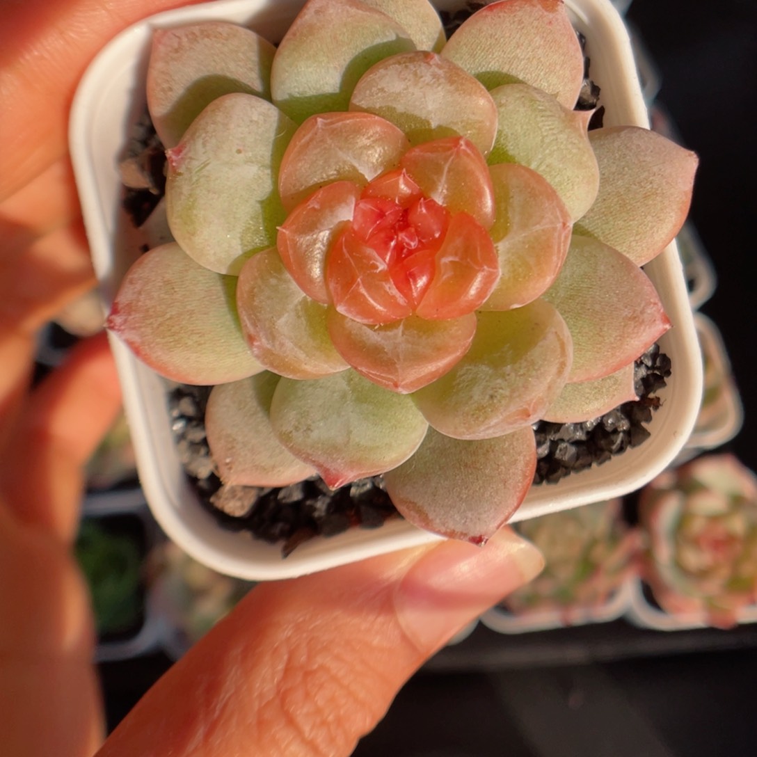 多肉植物糖心个体1