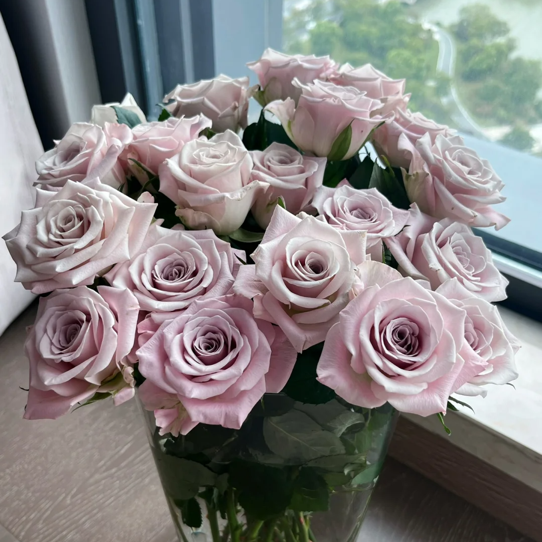 【全疆京东包邮】曼塔玫瑰16枝（多给4枝售后）