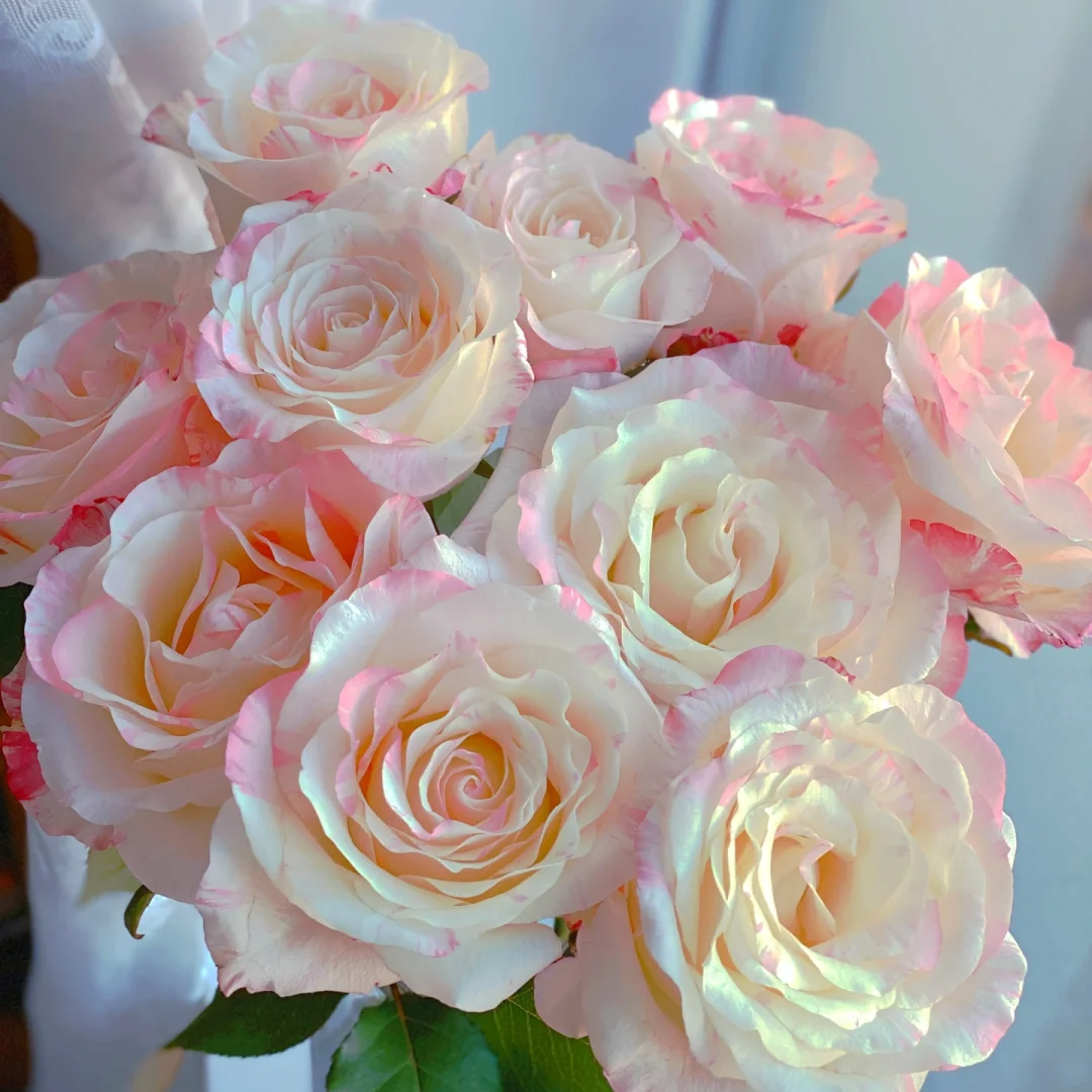 【全疆顺丰包邮】霓裳玫瑰16枝（多给4枝售后）