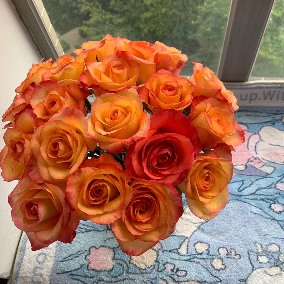 【全疆京东包邮】金辉玫瑰16枝（多给4枝售后）