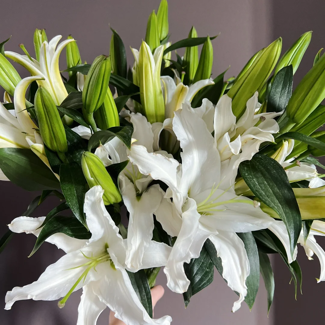 【全疆京东包邮】西伯利亚白百合百合花