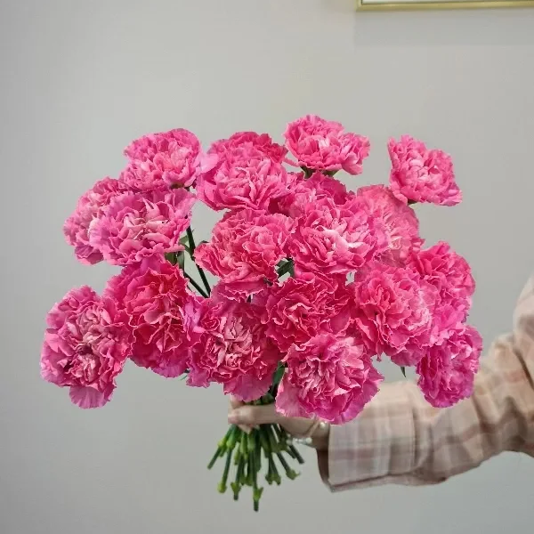 【全疆顺丰包邮】小桃红康乃馨16枝（多给4枝售后）
