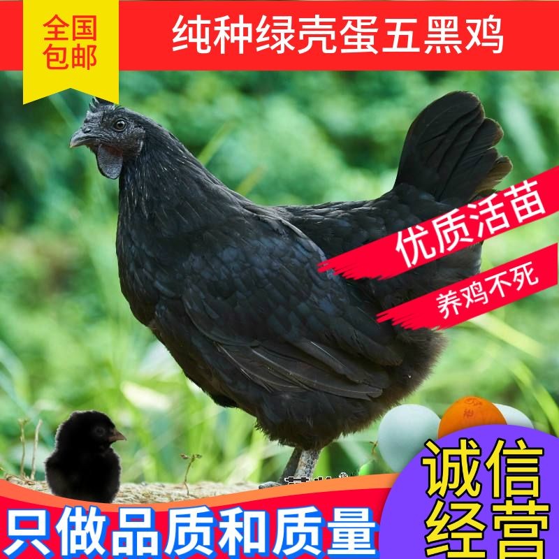 半斤重纯种五黑鸡，出壳35天优质活苗，农家自养散养纯种五黑鸡