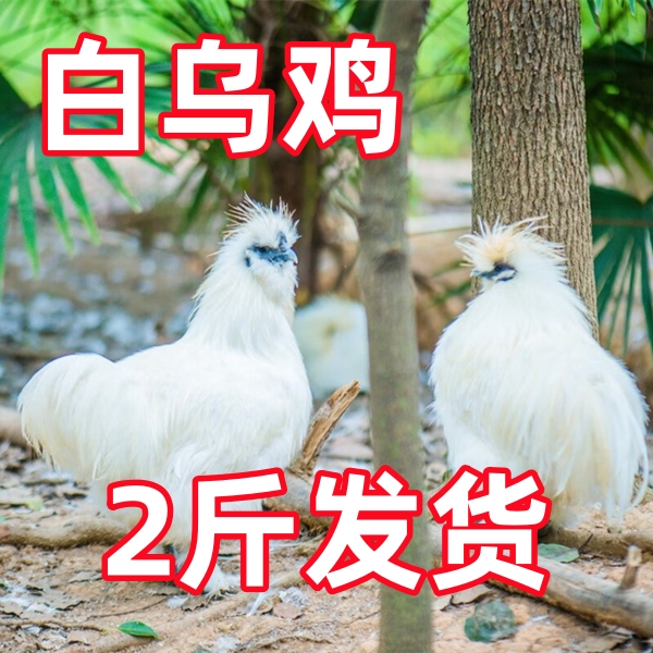 1.6-1.8斤发货 白乌鸡乌骨鸡下蛋鸡母鸡公鸡芦花鸡五黑鸡散养土鸡