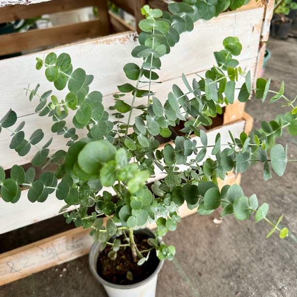 蓝宝贝尤加利叶盆栽芬芳精油气味安神室内植物（高度30可联系客服