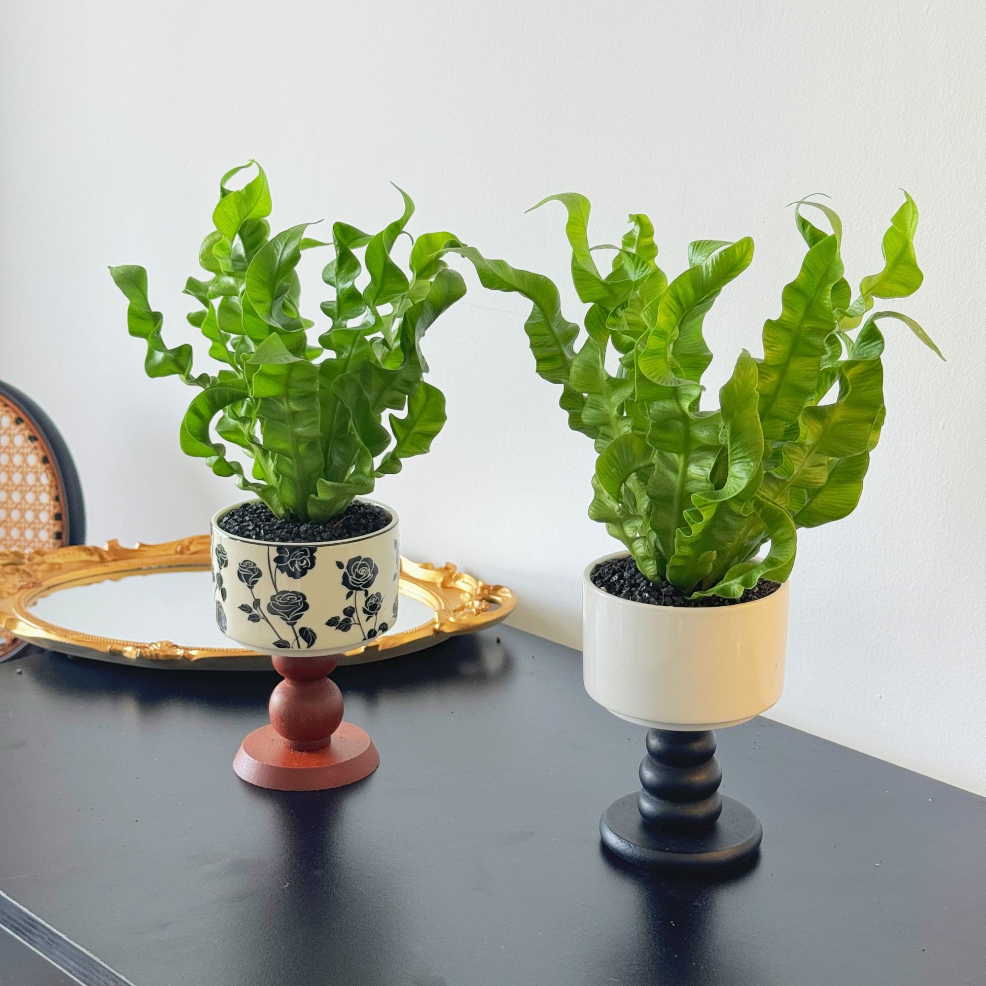 火焰鸟巢蕨盆栽室内桌面四季常青好养耐阴观叶精致绿植净化空气