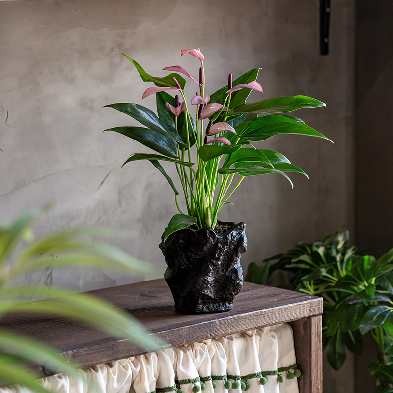 精品紫掌齐祖高级感室内花卉盆栽四季开花客厅耐阴好养活桌面植物