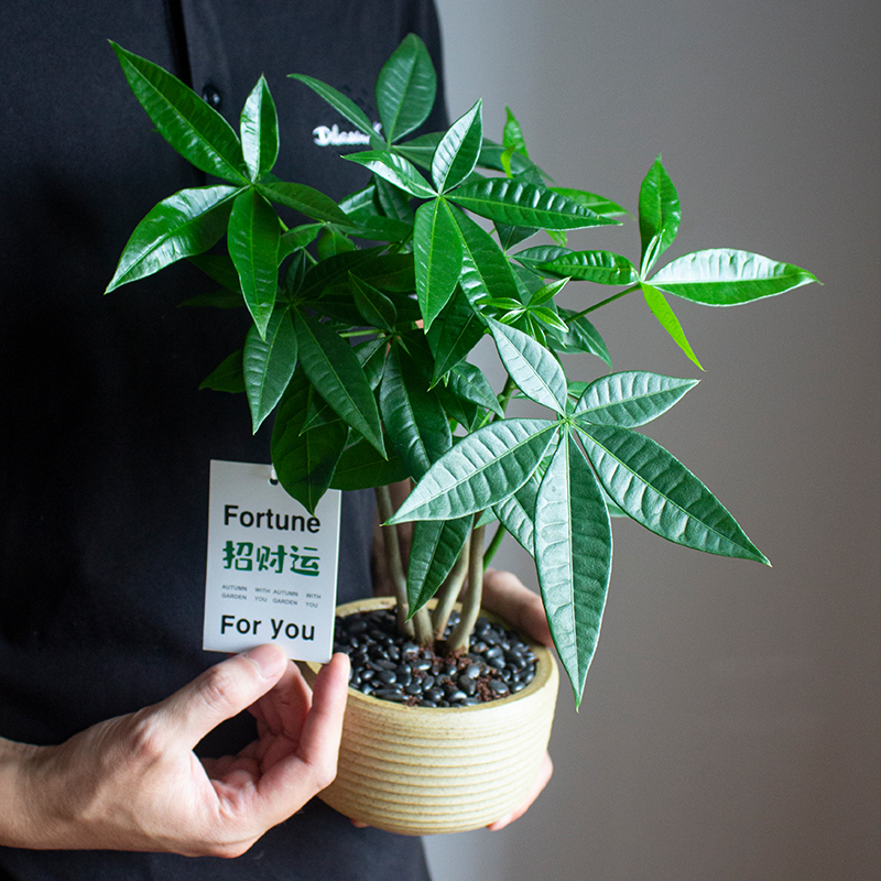 奇趣发财树桌面绿植艺术造型盆景办公室好养净化空气懒人趣味盆栽