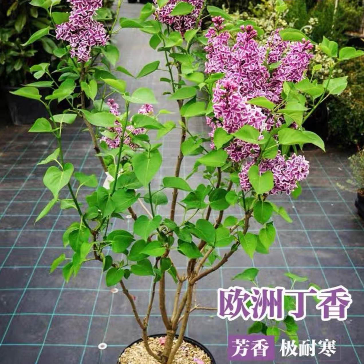 四季开花浓香型丁香花树苗庭院南北方种植盆栽室内外耐寒花卉植物