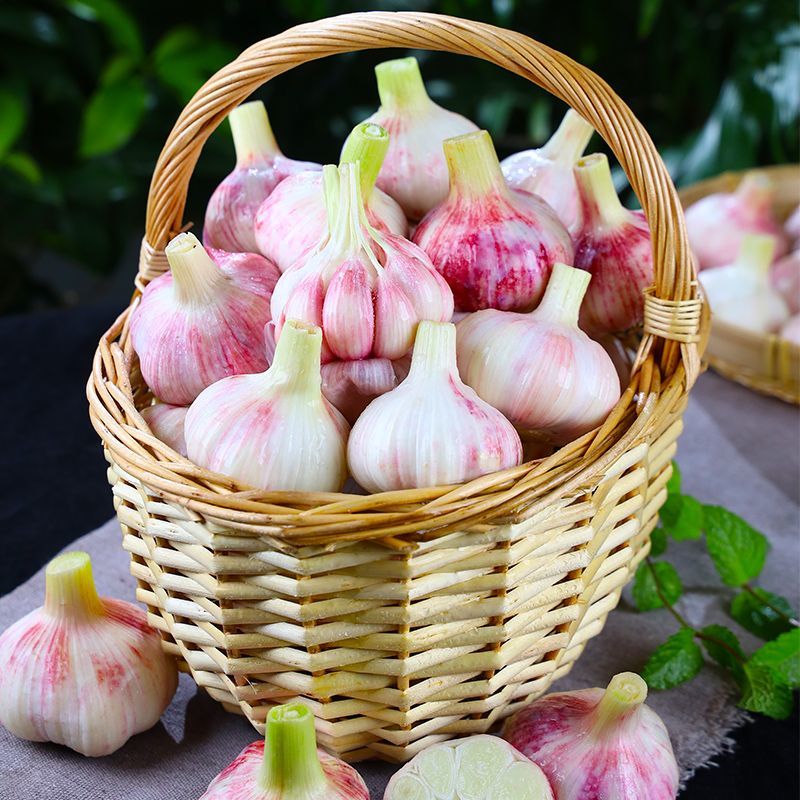 鲜蒜大蒜新鲜正宗紫皮大蒜多瓣湿蒜腌制糖醋必备非干蒜3斤包邮