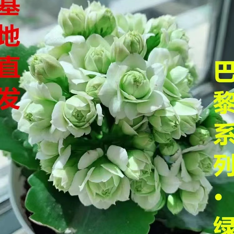 （A级精品苗） 大花重瓣勤花丰花多头长寿花【绿巴黎】  四季阳台盆栽