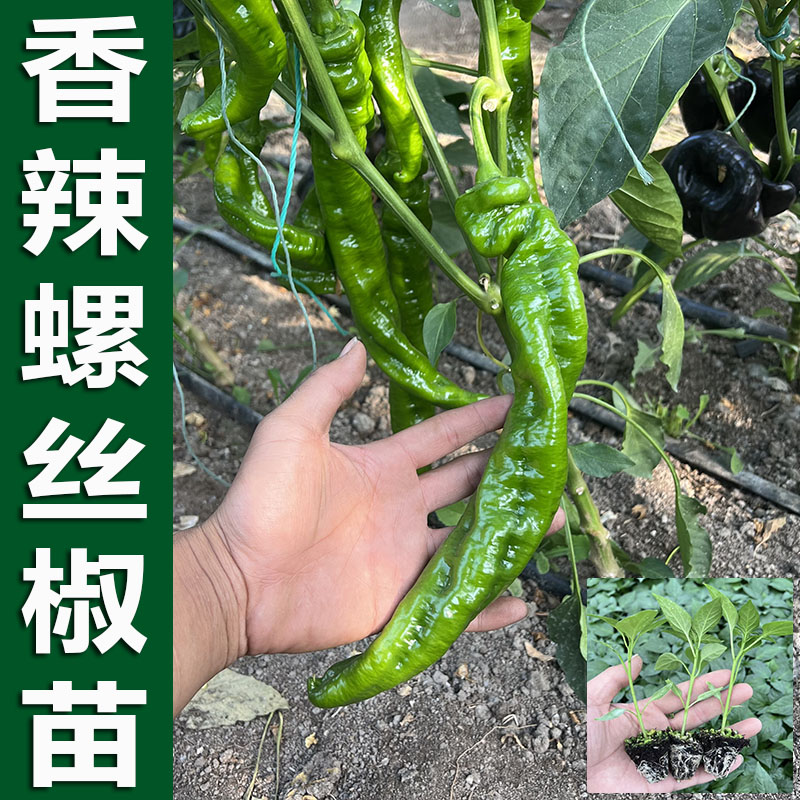 螺丝椒苗早熟高产特大薄皮香辣螺丝辣椒苗四季蔬菜苗挂果辣椒树苗