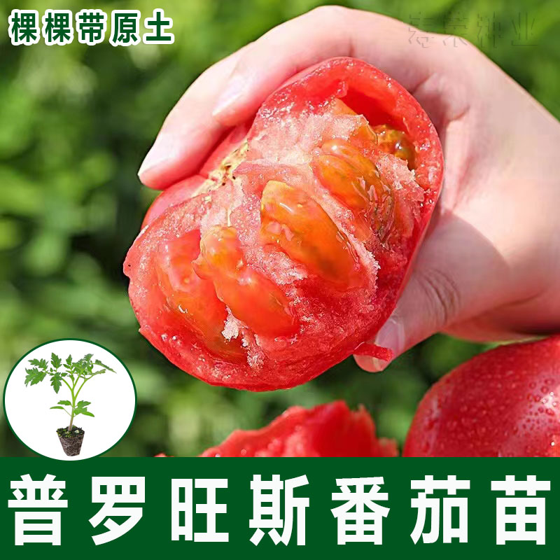 普罗旺斯沙瓤番茄苗口感型西红柿苗大果沙瓤秧苗高产阳台盆栽种植