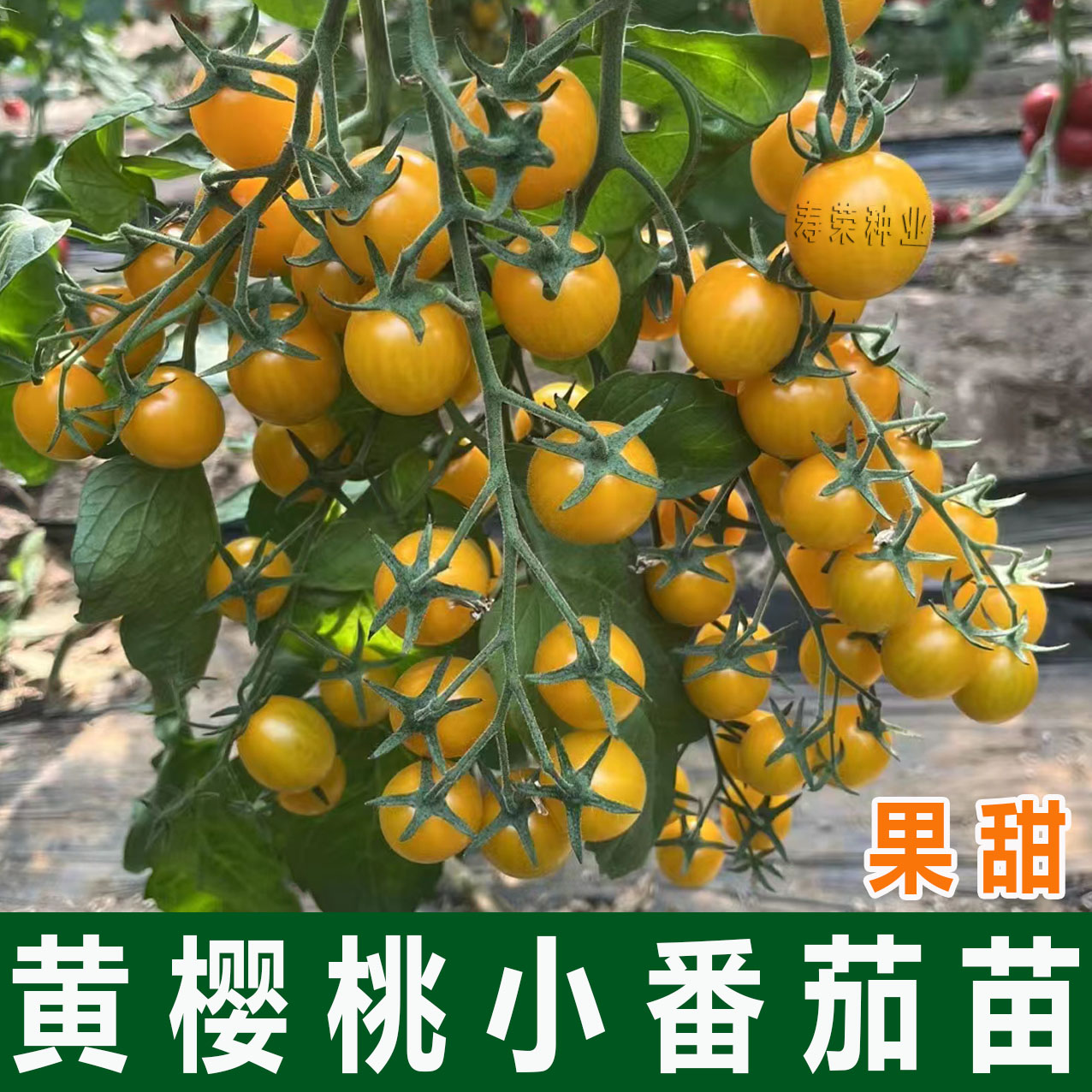 金玲珑圣女果苗脆甜新品种黄色小番茄苗西红柿苗四季盆栽种植秧苗
