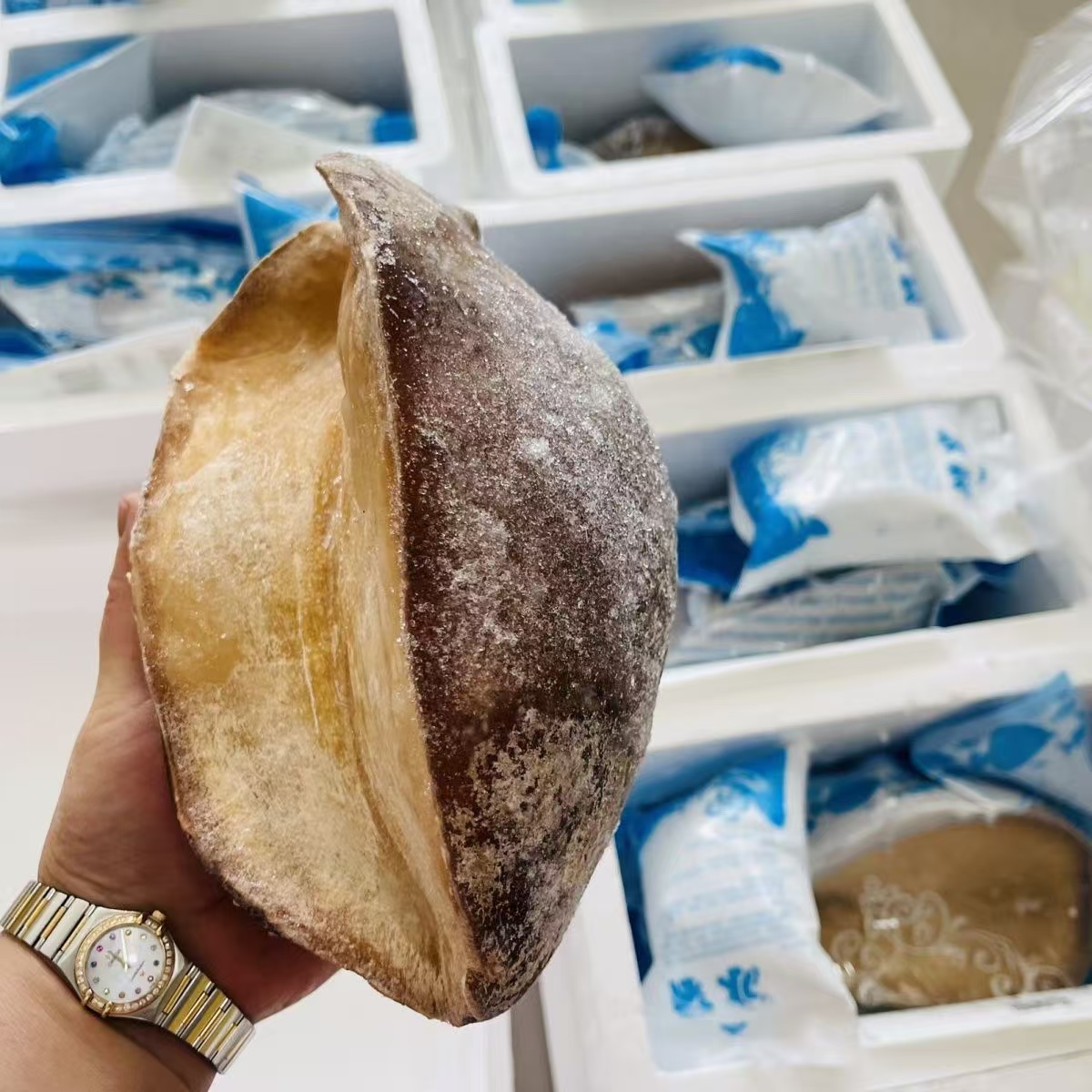 塞内加尔冷冻宽口涡螺 深海大鲍螺   切片沾辣根 一只2斤半左右