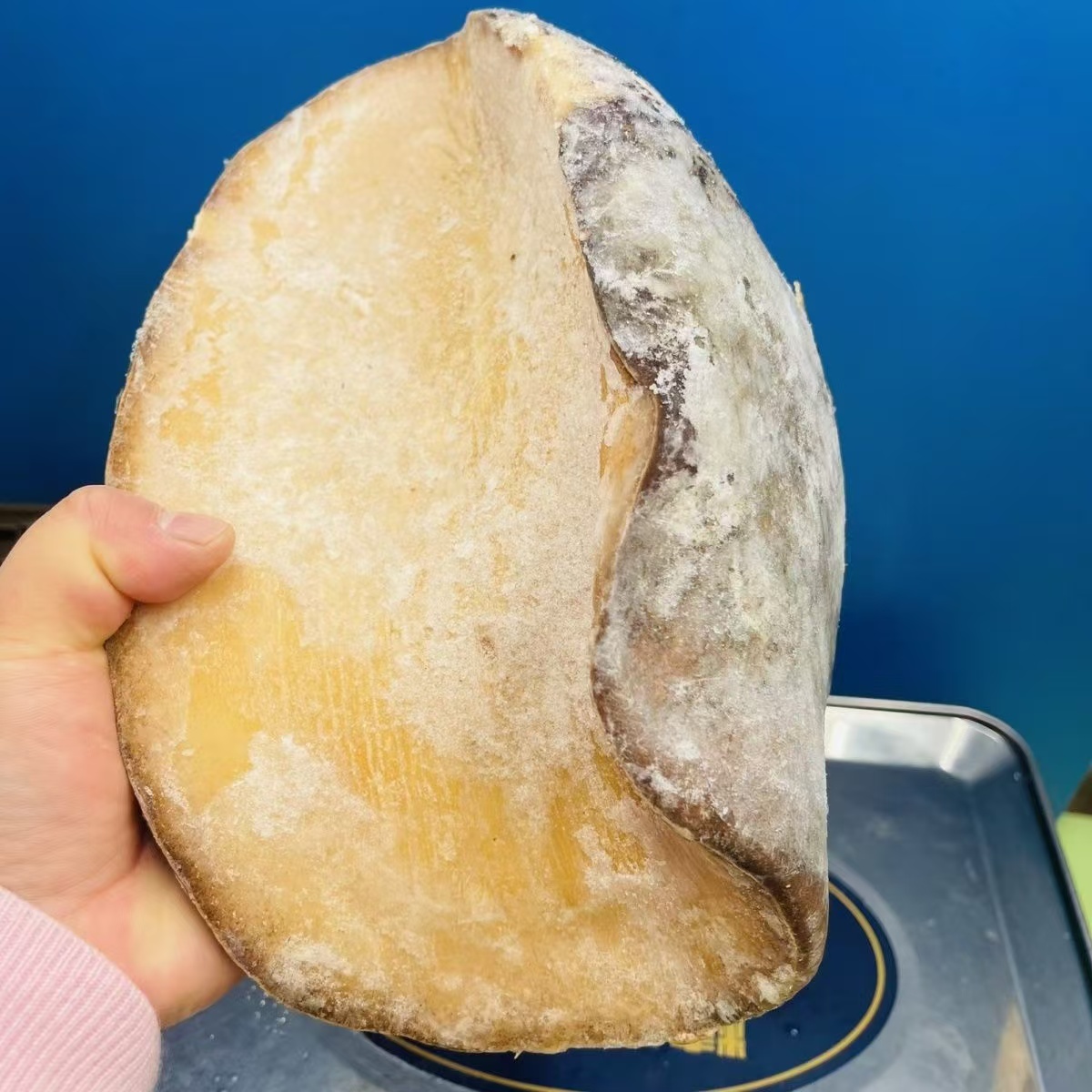 塞内加尔冷冻宽口涡螺 深海大鲍螺 红烧 火锅 清蒸 包饺子鲍螺