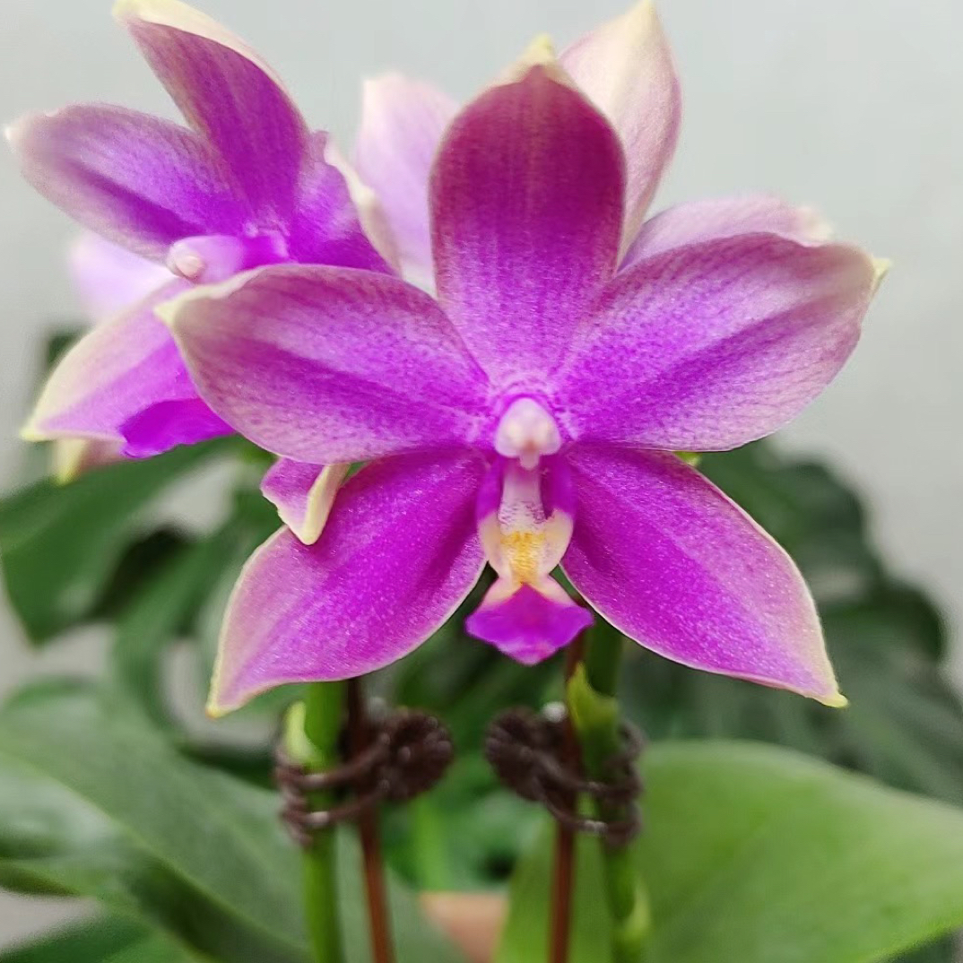 蝴蝶兰【香奈儿】3.0寸杯带花剑，没有开花