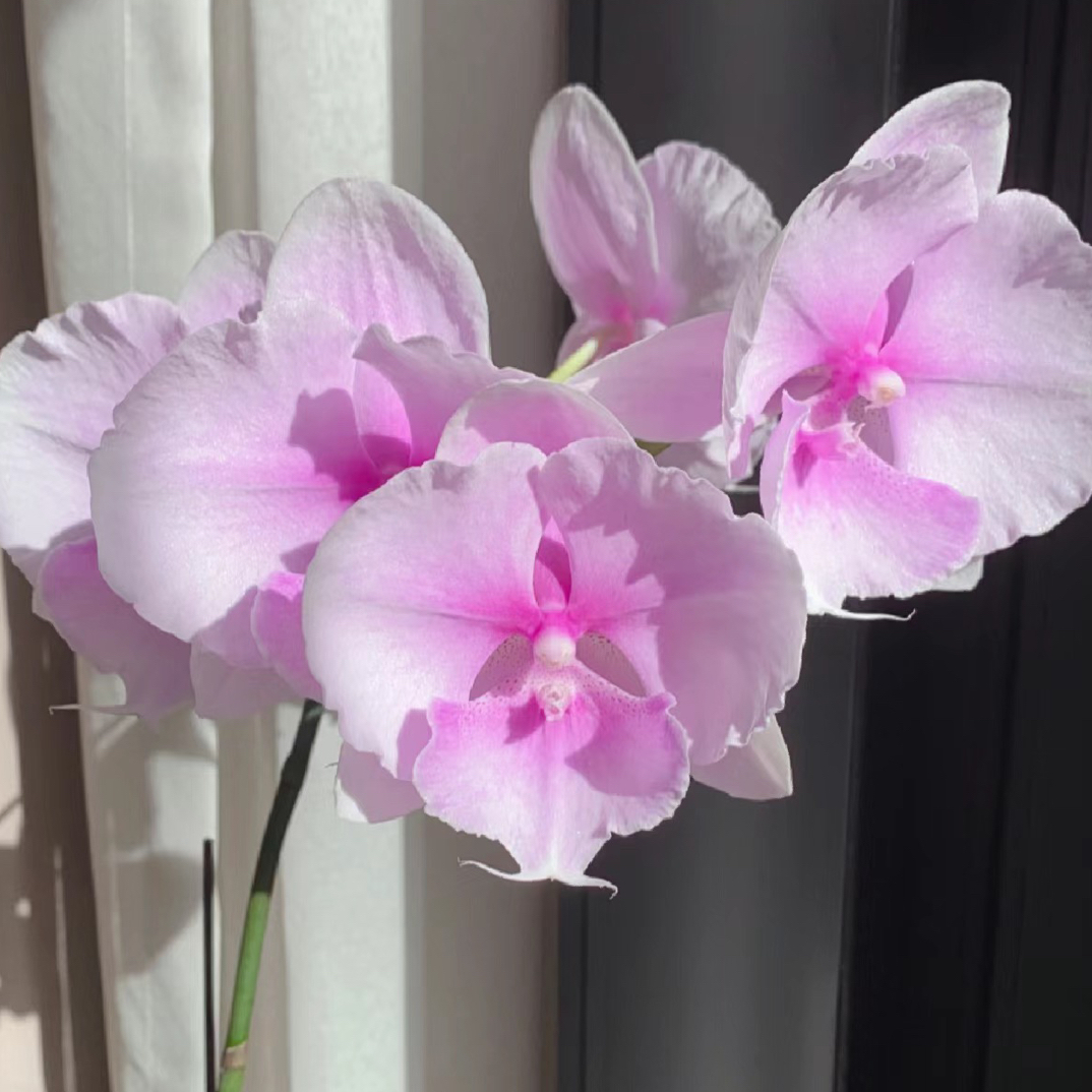 蝴蝶兰粉迷雾】3.0寸杯带花剑，没有开花