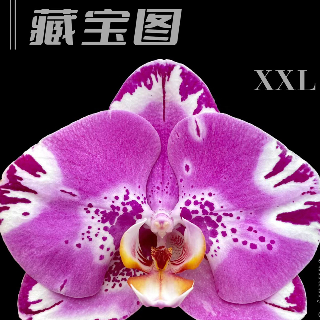 蝴蝶兰【藏宝图】2.8寸杯不带花剑，没有开花