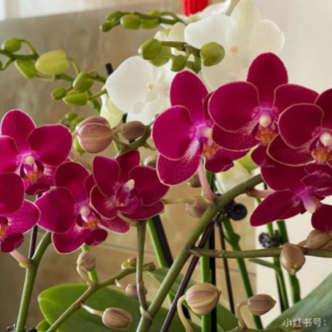 蝴蝶兰变异实生盲盒开花株随机发货无售后