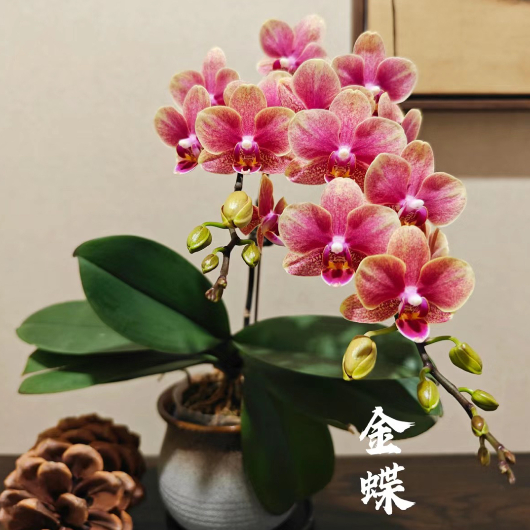 蝴蝶兰【金蝶】2.8寸杯带花剑，没有开花