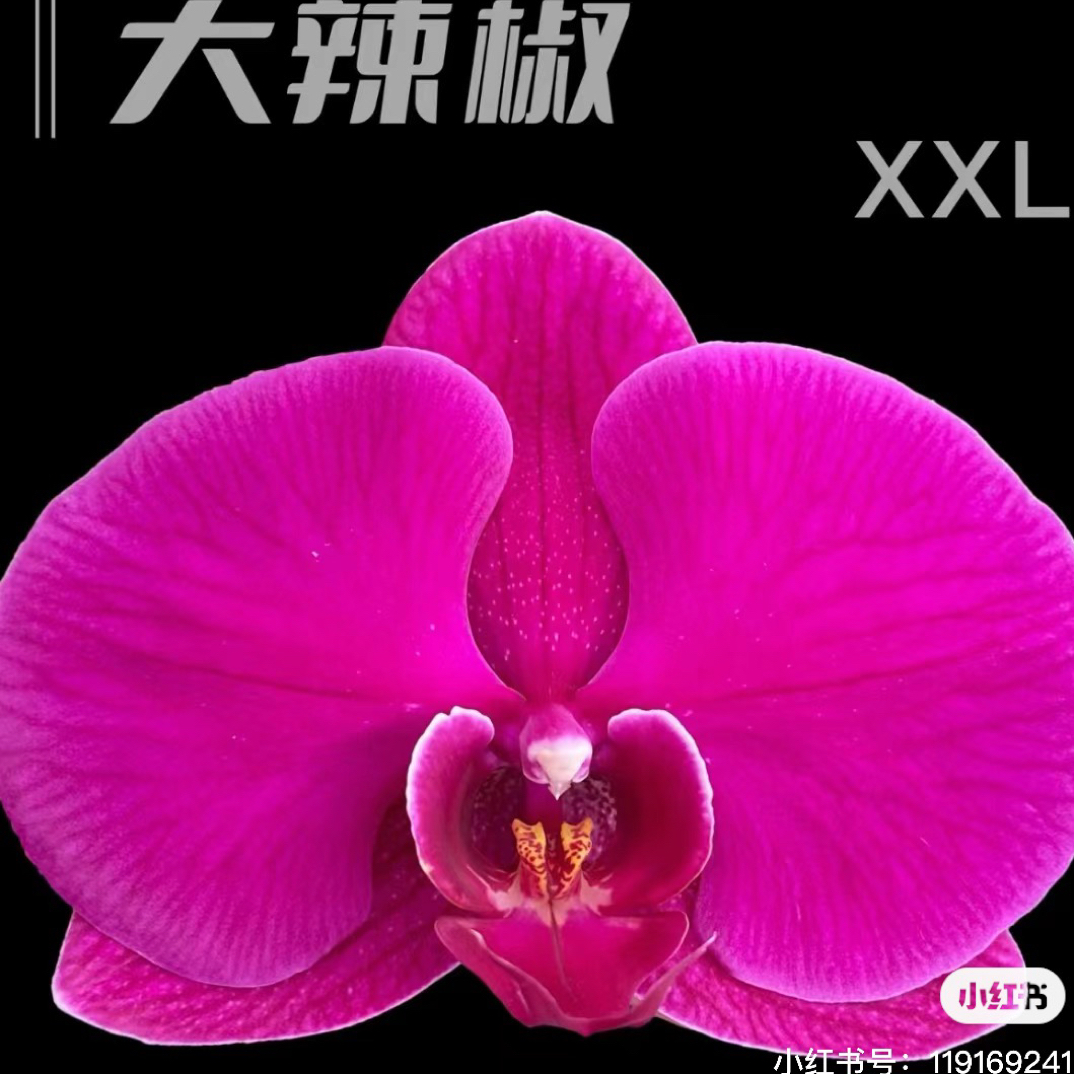 蝴蝶兰【大辣椒】2.8寸杯带花剑叶片容易开裂介意勿拍