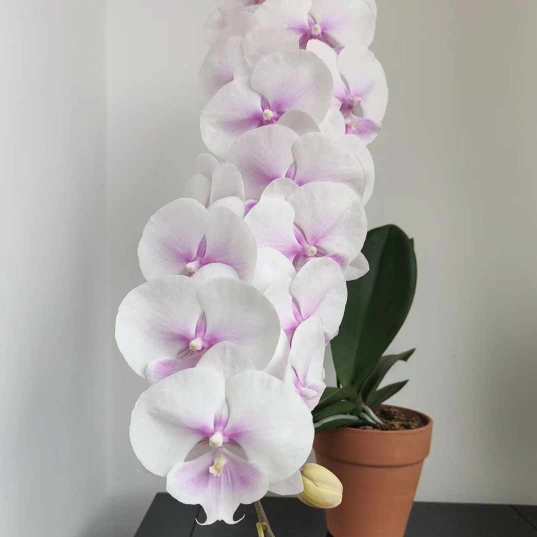 蝴蝶兰【甜美人，棉花糖大舌头】3.0寸杯带花剑，没有开花