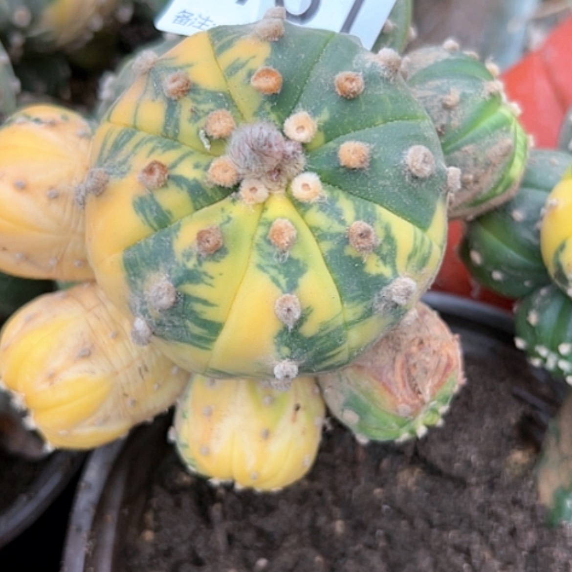 【闪购商品】芹1951兜锦