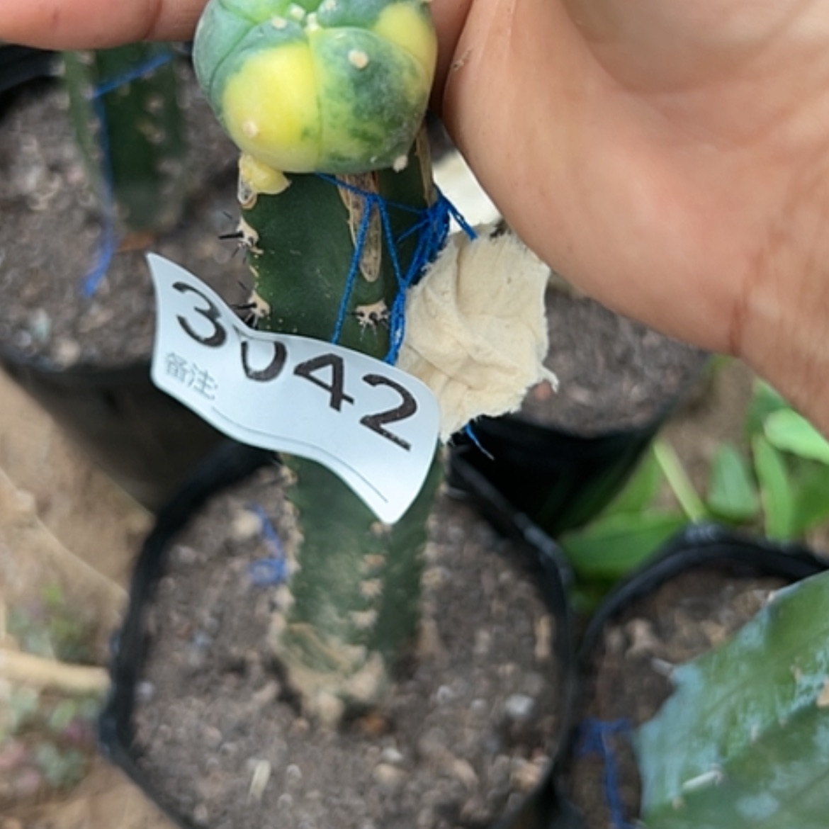 【闪购商品】3042海鲜锦