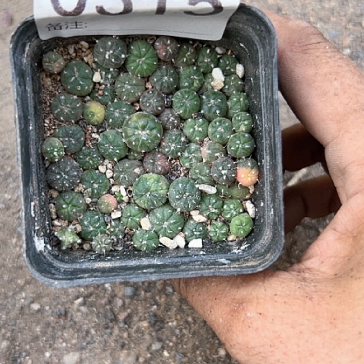 【闪购商品】315一盆